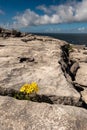 ellow flower grows between lime stone in Burren National park. Warm sunny day.