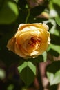Ellow garden tea rose on a bush in a summer g Royalty Free Stock Photo