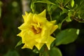 Ellow garden tea rose on a bush in a summer g Royalty Free Stock Photo