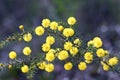 Ellow globular flowers and fine prickly leaves of the Australian native Hedgehog Wattle, Acacia echinula, family Fabaceae