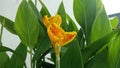 Yellow and red Orange Flower Canna Indica, isolated in green background of it leaf Royalty Free Stock Photo