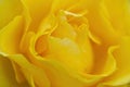 Ellow rose. Close-up Royalty Free Stock Photo