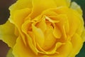 Ellow rose. Close-up