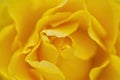 Ellow rose. Close-up Royalty Free Stock Photo
