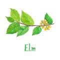 Elm branch with green leaves and seeds, hand painted watercolor illustration with inscription isolated Royalty Free Stock Photo
