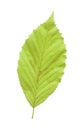 Elm green leaf isolated against a white background