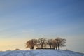 Elm grove at Woodland Cemetery in Stockholm