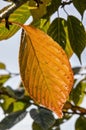 Elm leaf in autumn Royalty Free Stock Photo