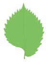 Elm leaf green single silhouette leaf