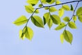 Elm leaves