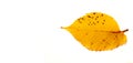 Autumn elm leaf isolated on white background Royalty Free Stock Photo