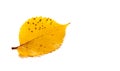 Autumn elm leaf isolated on white background Royalty Free Stock Photo