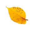 Autumn elm leaf isolated on white background Royalty Free Stock Photo