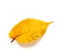 Autumn elm leaf isolated on white background Royalty Free Stock Photo