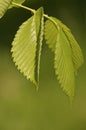 Elm leaves Royalty Free Stock Photo