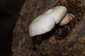 Elm Mushroom - Hypsizygus ulmarius