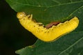 Elm Sawfly Larva - Cimbex americanus Royalty Free Stock Photo