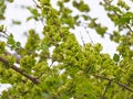 Elm seeds Royalty Free Stock Photo