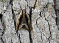 Elm Sphinx Moth Royalty Free Stock Photo