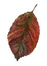 Elm tree autumn red leaf watercolor set illustration. Hand drawn Ulmus leaf from colorful and bright dry seasonal tree foliage. Is Royalty Free Stock Photo