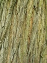 Elm Tree Bark Close Up Royalty Free Stock Photo