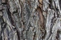 Elm tree bark in growths and cracks close-up as background