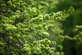 Elm tree blossoming Royalty Free Stock Photo