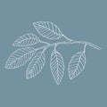 Elm tree branch vector line art