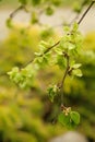 The elm tree of Camperdown with small bright green leaves bloomed in the month of may Royalty Free Stock Photo