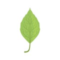 Elm tree green leaf vector Illustration Royalty Free Stock Photo