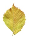 Elm tree leaf close up shot. Golden autumn colours elm tree leaf isolated. Royalty Free Stock Photo