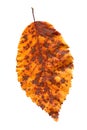 Elm tree leaf close up shot. Golden autumn colours elm tree leaf isolated. Royalty Free Stock Photo