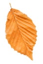 Elm tree leaf close up shot. Golden autumn colours elm tree leaf isolated. Royalty Free Stock Photo