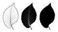 Elm tree leaf. Vector illustration. Outline, silhouette, line art drawing Royalty Free Stock Photo