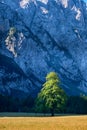 Elm tree on meadow in Logarska dolina, Logar valley, Slovenia Royalty Free Stock Photo