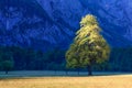 Elm tree on meadow in Logarska dolina, Logar valley, Slovenia Royalty Free Stock Photo