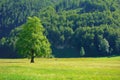 Elm tree on meadow in Logarska dolina, Logar valley, Slovenia Royalty Free Stock Photo