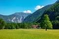 Elm tree on meadow in Logarska dolina, Logar valley, Slovenia Royalty Free Stock Photo