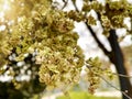 Elm tree with seeds in blurred focus in park. Abstract image of trees in park illuminated by daylight. Royalty Free Stock Photo