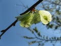 Elm tree seeds on a tree branch in the spring Royalty Free Stock Photo