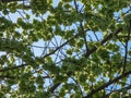 Elm tree seeds on a tree branch in the spring with a blue sky, Royalty Free Stock Photo