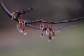 Elm tree seeds hanging on a twig in early spring Royalty Free Stock Photo