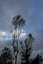 Elm tree silhouettes against a cloudy evening sky