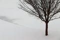 Elm tree on snow with ice on road Royalty Free Stock Photo