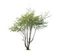 Elm tree during spring, green leafed tree isolated on white background Royalty Free Stock Photo