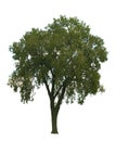 Elm Tree on White Royalty Free Stock Photo