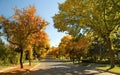 Elm trees in autumn 3