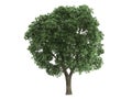 Elm_(Ulmus) Royalty Free Stock Photo