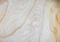 elm wood texture background in macro lens shoot