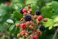 Elmleaf Blackberry Rubus ulmifolius